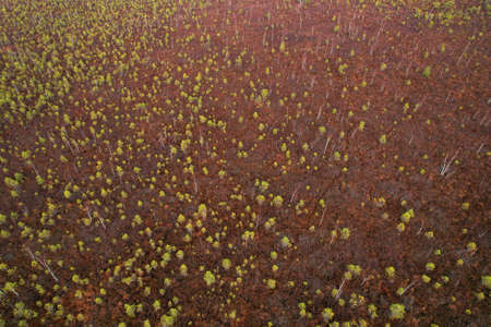Swamp Yelnya in autumn landscape. Wild mire of Belarus. East European swamps and Peat Bogs....