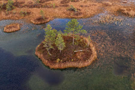 Swamp Yelnya in autumn landscape. Wild mire of Belarus. East European swamps and Peat Bogs....