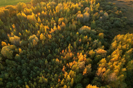 Yellow leaves on trees in the autumn during the sunset. The concept of the onset of autumn and cold...