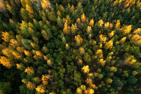 Yellow leaves on trees in the autumn during the sunset. The concept of the onset of autumn and cold...