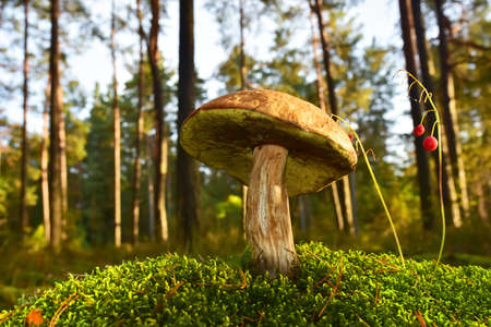 Porcini Cep on sunbeams background in forest. Fungal Mycelium and Bolete mushrooms in mushrooming...