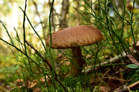Porcini Cep in forest. Fungal Mycelium in moss in a forest. Bolete mushrooms in wildlife during...
