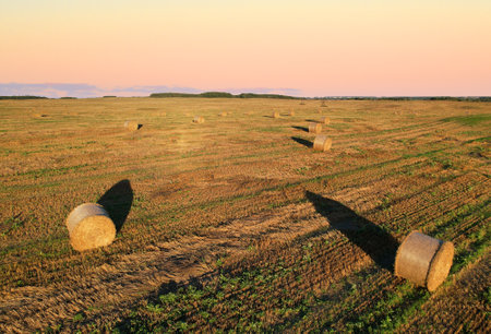 Haystack on field on sunset background. Hay bale from residues grass. hay stack in agriculture. Hay...