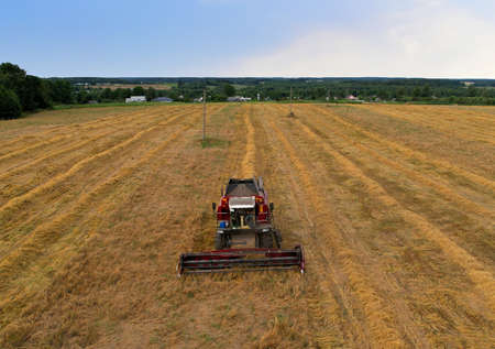 Combine harvester on harvesting oilseed rape in field. Aerial view of harvest season in wheat field....