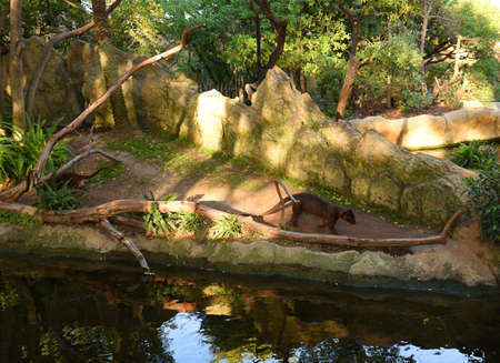 Fosa or Fossa (Cryptoprocta ferox) in natural environment in wild habitats in Spanish zoo Valencia Bioparc. Wild African animals in Equatorial Forest, Savannah, Madagascar and Wetlands.の写真素材