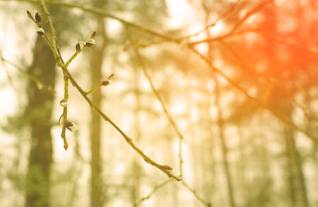 Bud on branch of the willow tree in winter on sunset with blurred background. Branches of a willow...