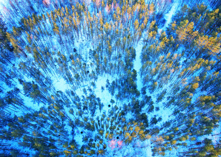 Winter forest with fir and pine trees in snow, aerial view. Green forest on white snow background. Forest landscape in winter cold season. Forests monitoring, search for animals during the hunt.の写真素材