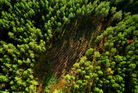 Felled pine trees in the forest. Deforestation forest and Illegal logging. cutting trees. Stacks of...