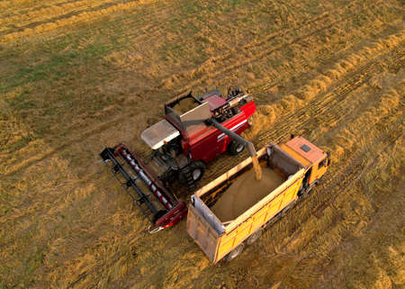 Combine harvester on spring wheat harvesting. Wheat and winter barley yields. Wheat, maize, soybeans. Harvester loads grain in dump truck for transportation to a flour and bread plant.の写真素材