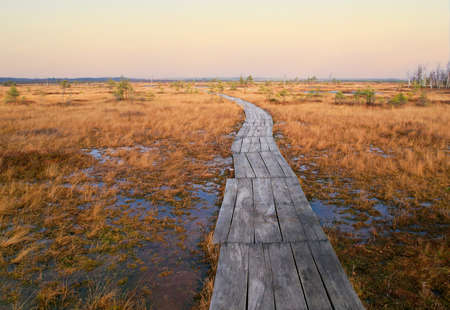 Swamp Yelnya in autumn landscape. Wild mire of Belarus. East European swamps and Peat Bogs. ecological reserve in wildlife. Marshland at wild nature. Swampy land and wetland, marsh, bog, aerial view.の写真素材