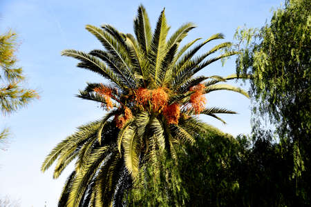 Palm tree with dates against the blue sky. Date Palm (Phoenix dactylifera), tree of the palm family (Arecaceae) cultivated for its sweet edible fruits. Phoenix Palm or Dactylifera tree. Palmae.の写真素材