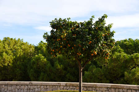 Citrus orange fruit grows on a tree with green leaves in a garden. Oranges and tangerines on a tree. Orange tree leaves for a taste of the tropics. Ripe Oranges in City park.の写真素材