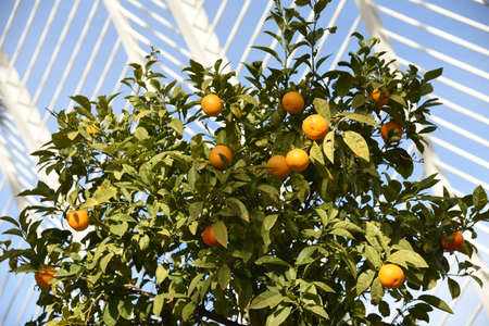 Citrus orange fruit grows on a tree with green leaves in a city garden. Oranges and tangerines on a tree in Spain. Orange tree leaves for a taste of the tropics. Ripe Oranges on Trees.の写真素材
