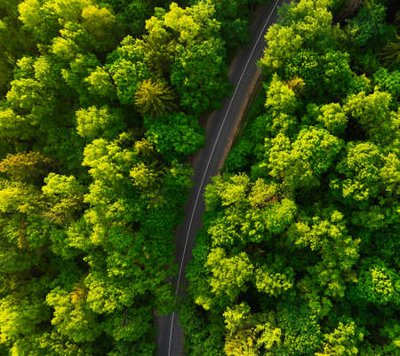 Highway in forest with pine trees, top view. Countryside Road, aerial view. Drive by car on asphalt...