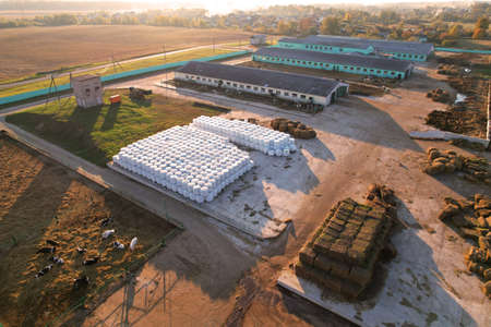 Farm building Animal husbandry. Cowshed with cows near farm, aerial view. Production of milk and...