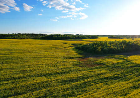 Rapeseed Field in rural areas. Agricultural field With Flowering Blooming Oilseed Field. Rural...
