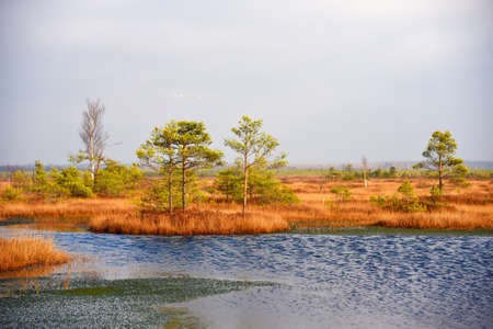 Swamp Yelnya in autumn landscape. Wild mire of Belarus. East European swamps and Peat Bogs....