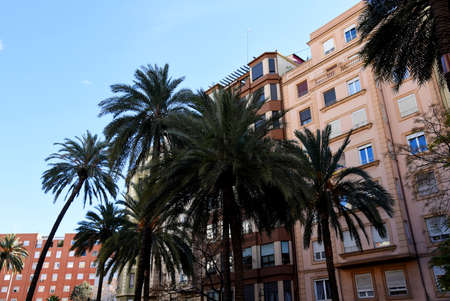 Palm tree in the city against the background of residential buildings. City landscape with palm trees. Urban palms in Valencia, Spain. Palm trees on the background of houses in the town.の写真素材