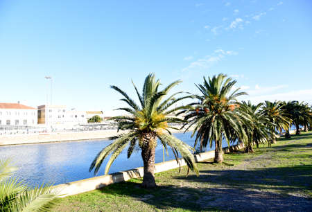 Palm trees near the Turia River near the seaport of Valencia (Playa de Pinedo). Palms on blue sky...