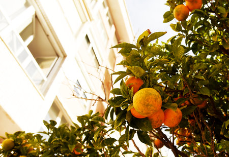 Citrus orange fruit grows on a tree with green leaves in a city garden. Oranges and tangerines on a tree in Spain. Orange tree leaves for a taste of the tropics. Ripe Oranges on Trees.の写真素材