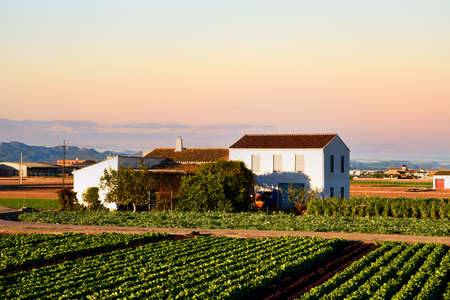 Farmland and farm field in rural areas. Village house at agriculture field in countryside. Landhorchata. Sowing grain and harvesting. Alboraya agriculture. Almaceraâ Wineries and Vineyard. Olive soil.の写真素材