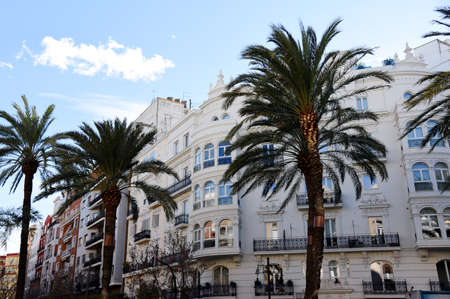 Palm tree in the city against the background of residential buildings. City landscape with palm trees. Urban palms in Valencia, Spain. Palm trees on the background of houses in the town.の写真素材