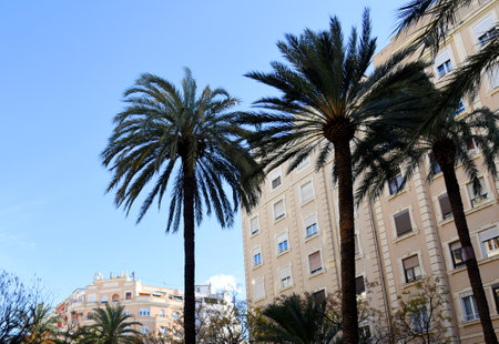 Palm tree in the city against the background of residential buildings. City landscape with palm...