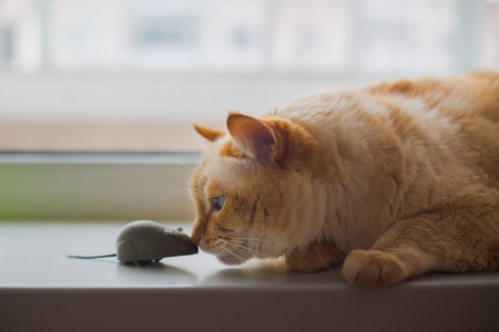 Red hair cat wavingの写真素材