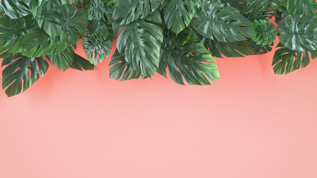 Tropical leaves Monstera on pink background. Template layout, minimal fashion summer concept art .の写真素材