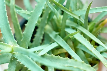 aloe plant grow at gardenの写真素材
