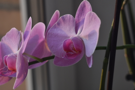 Orchid flower in the garden on a winter or spring day for a beauty concept design and postcard agriculture idea. Orchid Phalaenopsis. soft bokeh lightの写真素材