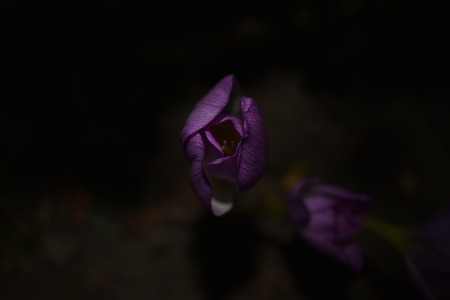 Beautiful first spring flowers crocuses bloom under bright sunlight. on a dark background