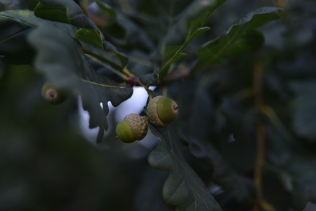 Oak branch with green leaves and acorns. Oak tree in summer. Blurred leaf background. Closeup.