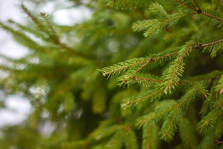 Coniferous tree branch with water drops. Macro shot, shallow dof