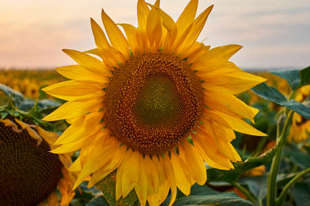 Sunflower on a meadow under sunlightの写真素材