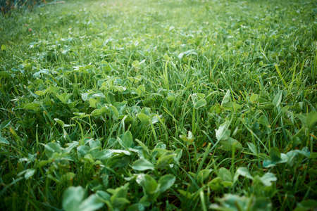 Morning dew on green grass and green clover with soft green background bokeh, dew drops on the grass and clover visibleの写真素材
