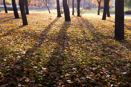 Beautiful autumn background of yellow leaves on the ground