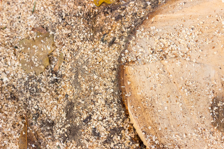 Felled trees and logs in the autumn park on a background of yellow leavesの写真素材