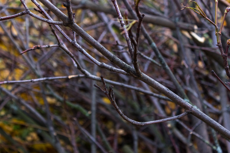 Felled trees and logs in the autumn park on a background of yellow leavesの写真素材