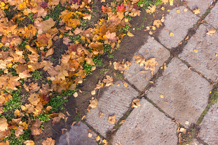 Beautiful autumn background of yellow leaves on the groundの写真素材