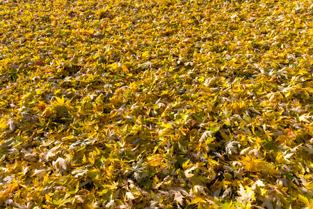Beautiful autumn background of yellow leaves on the groundの写真素材
