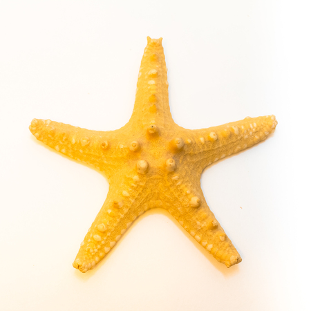 starfish, sea star on the white backgroundの写真素材