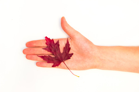 maple leaves in a female hand on a white background