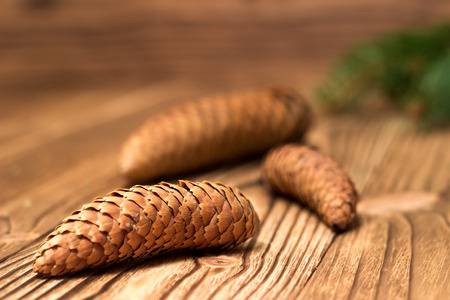 christmas background with fir branches and conesの写真素材
