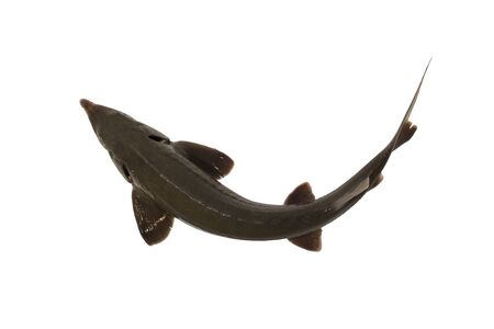 Sturgeon isolated on a white backgrounde. View from above. Fresh fishの写真素材