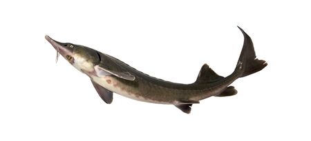 Sturgeon isolated on a white background. Fresh live fishの写真素材