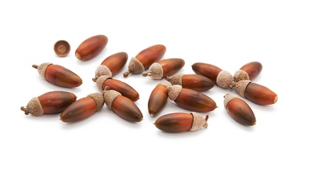 Ripe large acorns isolated on white background の写真素材