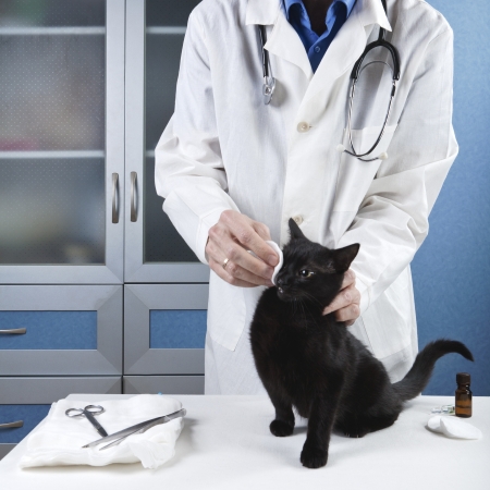 veterinarian treats eye a sick cat to the clinicの写真素材