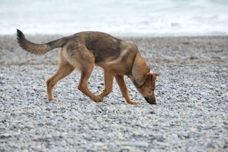 Portrait of German shepherd walking on beachの写真素材