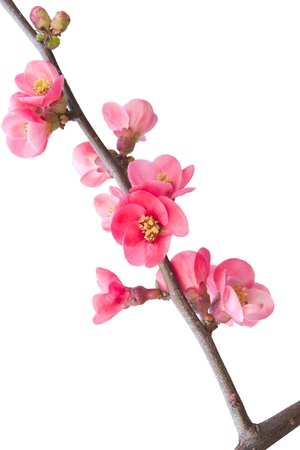 spring flowering branches isolated on white background の写真素材